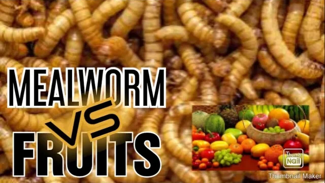 EXPERIMENT WITH MEALWORM VS FRUITS. Ulat VS Buah2.an