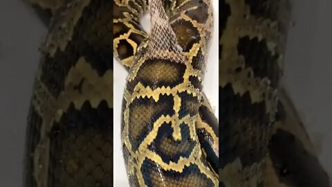 Peeling a python’s skin