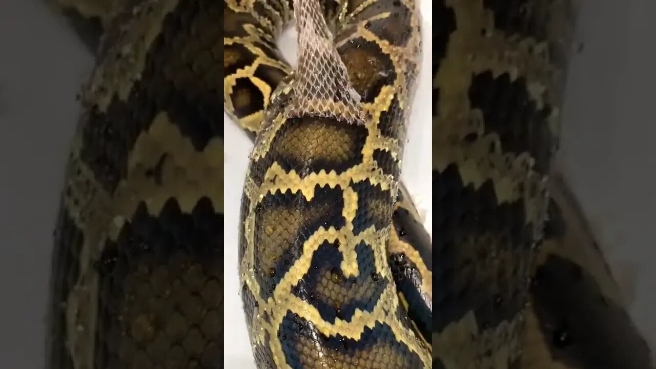 Peeling a python’s skin