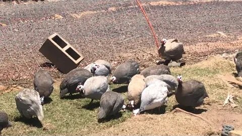 Let the Guinea fowl out to free range again