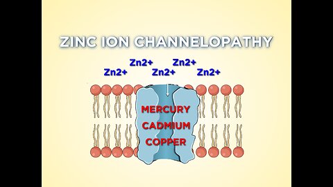 Heavy metals like mercury, cadmium, & copper can alter channel proteins, blocking vital nutrients.