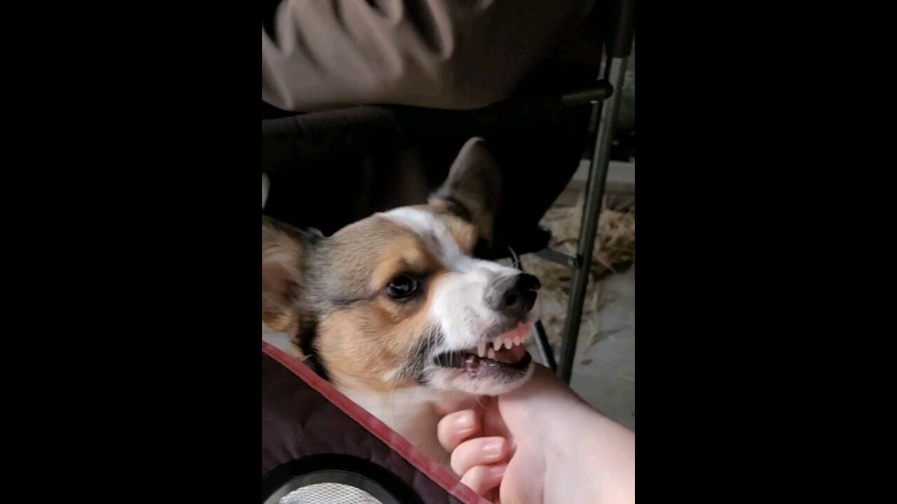 Corgi Has a Grumpy Smile