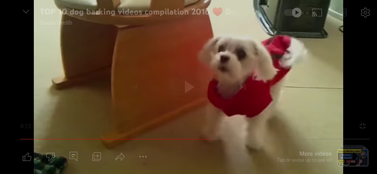 Top 10 funny dogs