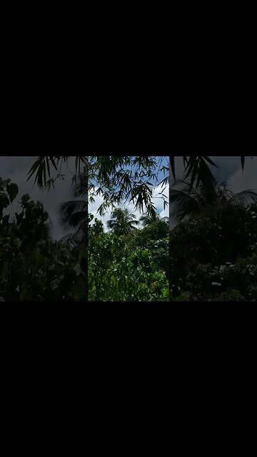 Bamboo in the Forest #nasio #shorts #bamboo