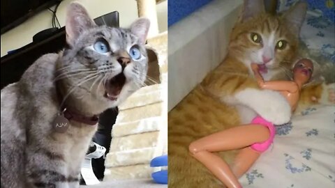Funniest Animals - Best Of The 2022 Funny Animal Videos