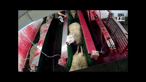 You won't believe this sheep factory. See what you've done