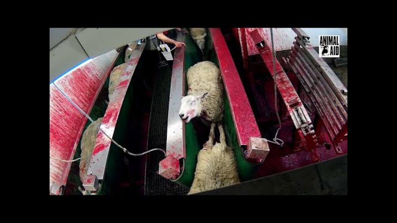 You won't believe this sheep factory. See what you've done