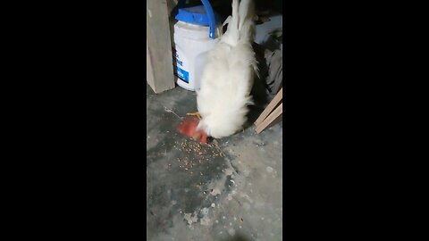 the cock is eating food