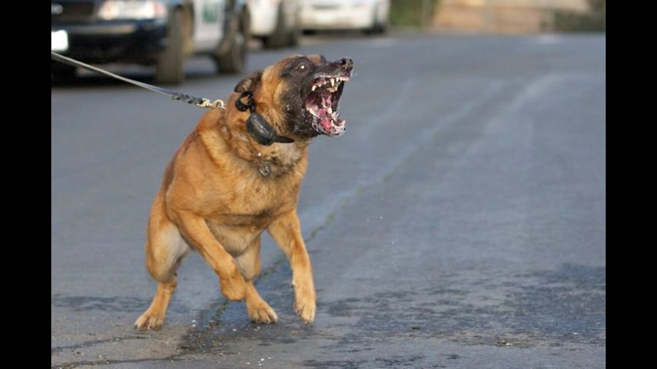 How To Make Dog Become Fully Aggressive With Few Simple Tips