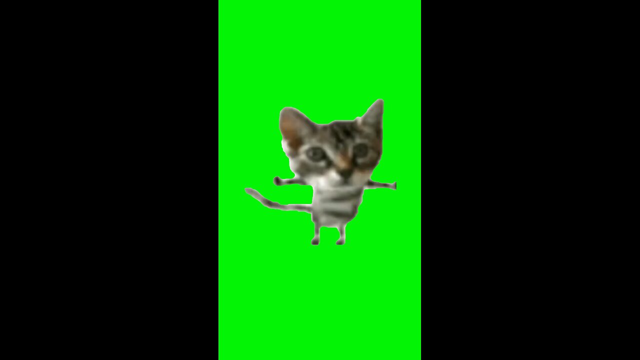 Silly Cat Dance | Green Screen