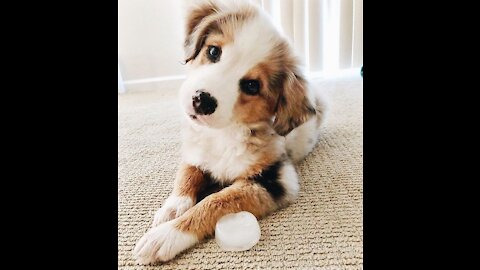 Baby Alaskan Malamute Cutest and Funniest