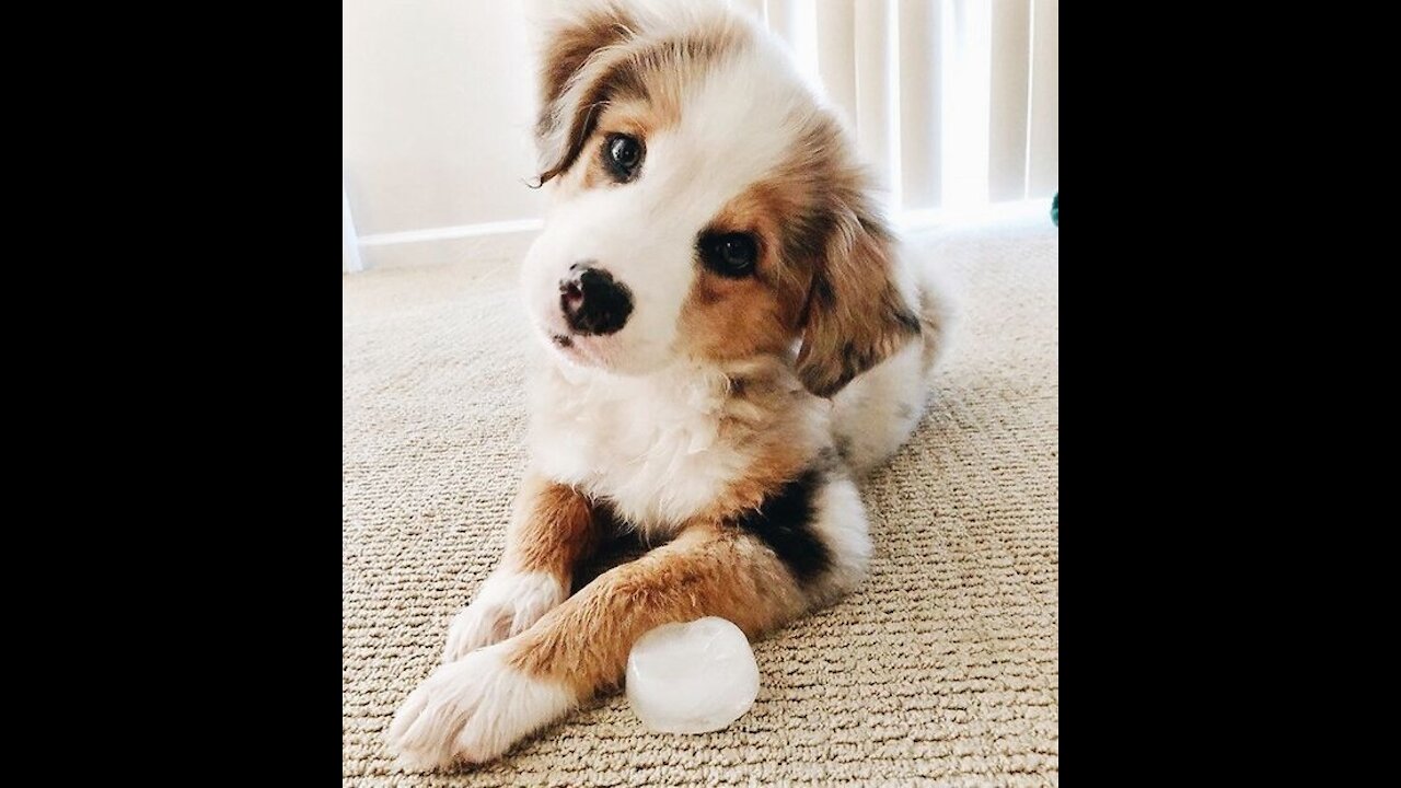 Baby Alaskan Malamute Cutest and Funniest