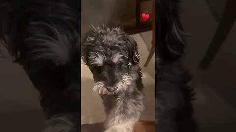 🐶 Puppy Perumira - Animal Lover