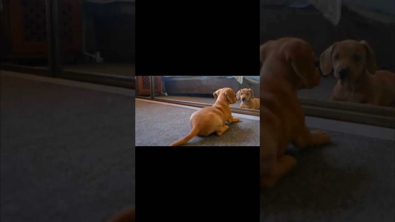 Funny dog 🐩🐕 #shorts