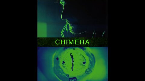 Why are Rh negative carriers called chimeras?