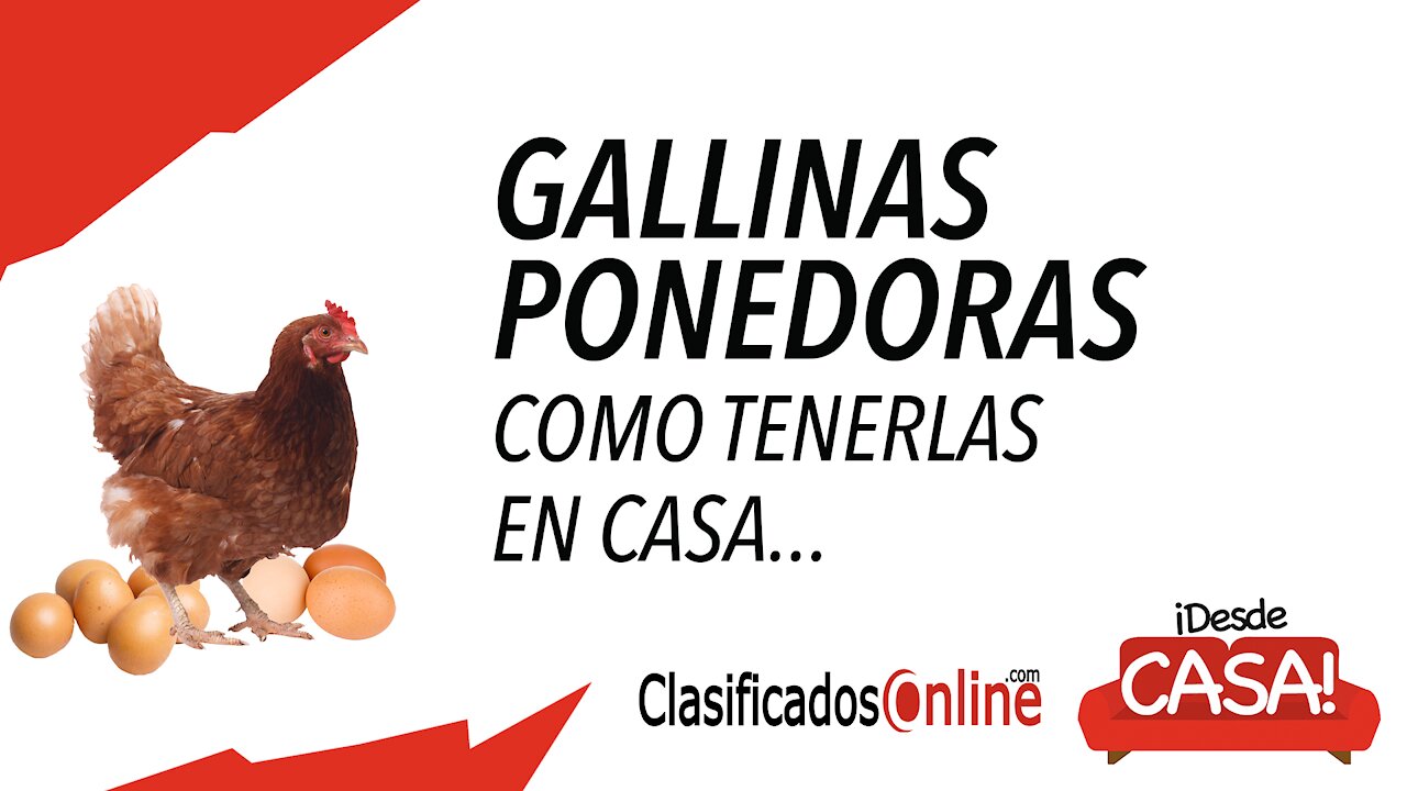 Cómo tener gallinas ponedoras en tu hogar...