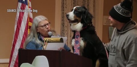 Parker the Dog made honorary mayor