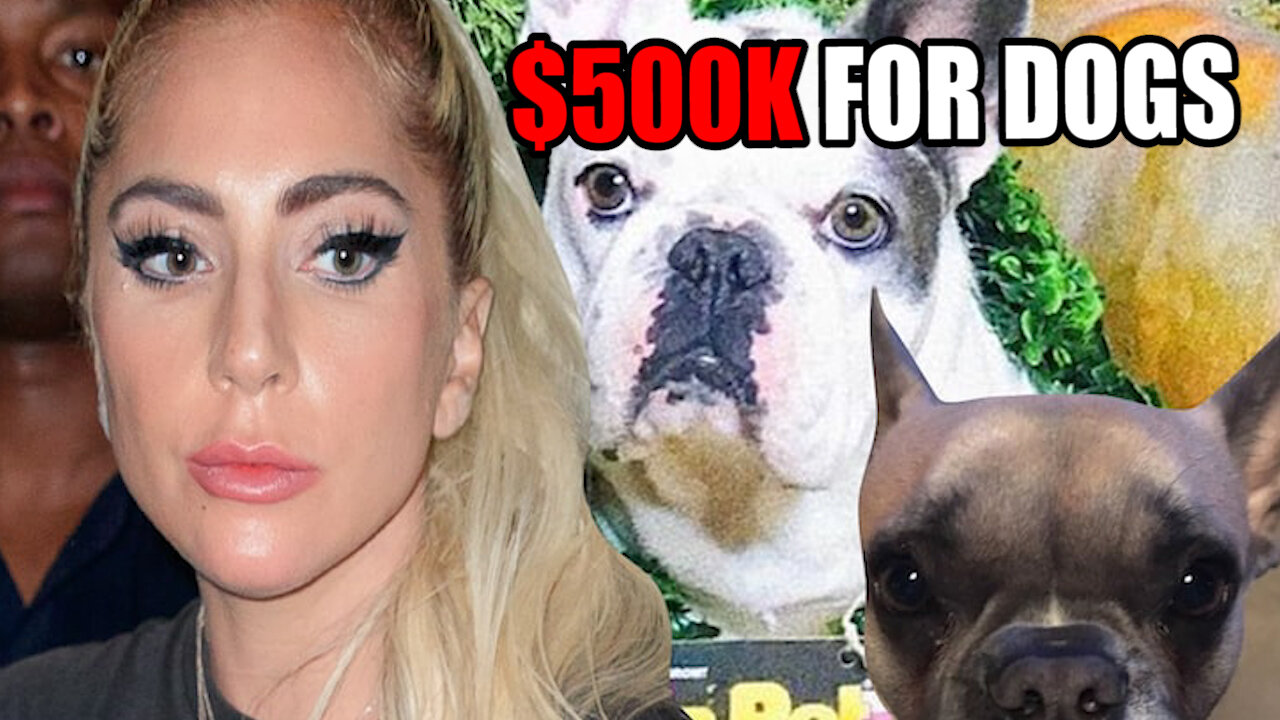 Lady Gaga offers $500K for her Dogs after Dog Walker Was Shot