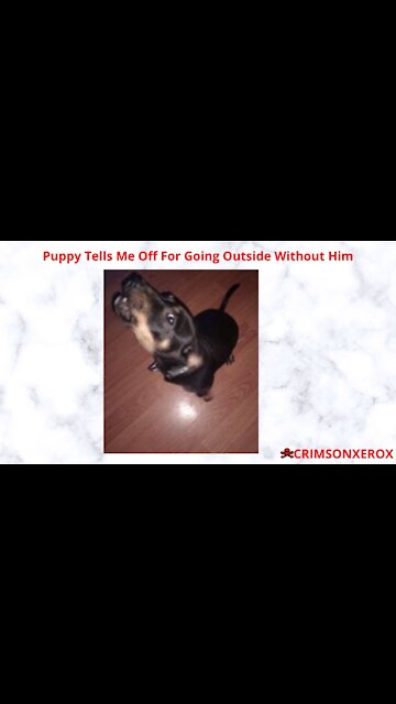 Puppy Tells Me Off For Going Outside Without Him