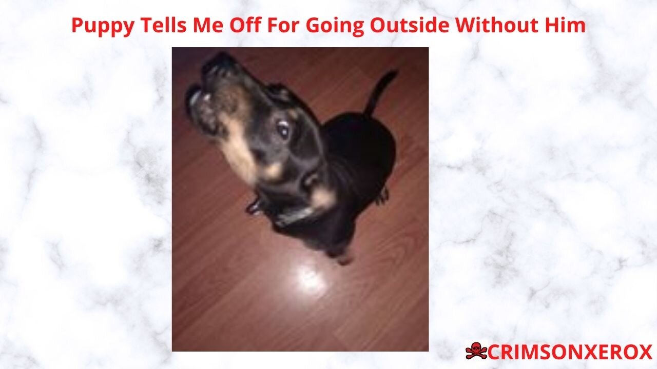 Puppy Tells Me Off For Going Outside Without Him