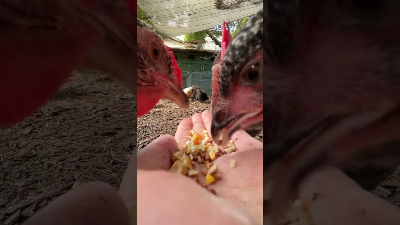 Grain Munchies! Chickens love to be Hand Fed!!