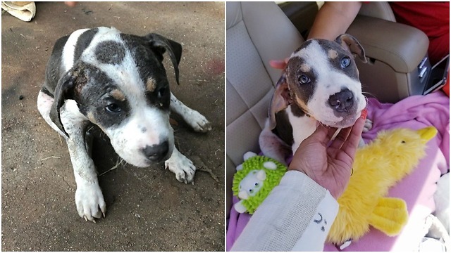 Puppy was left alone helping others to be optimistic he deserves the best life ever.