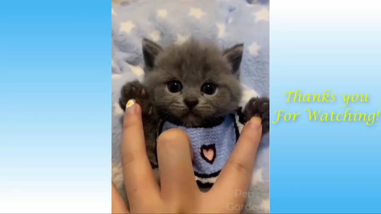 Cute and Funny Cat Videos to Keep You Smiling!