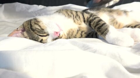 Lazy Kitten Is Being Brushed