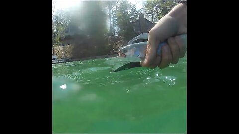 its windy but the fish are still biting