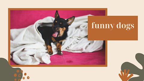 funny dogs *****