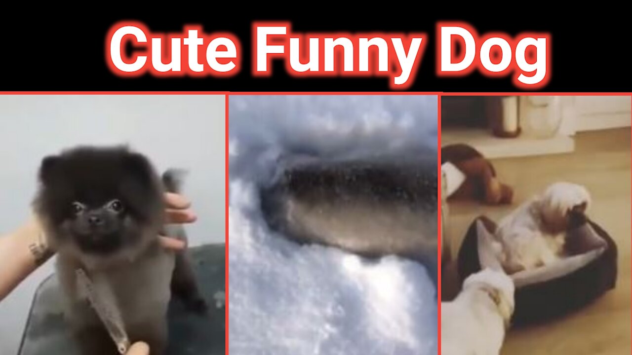 Cute Funny Dog