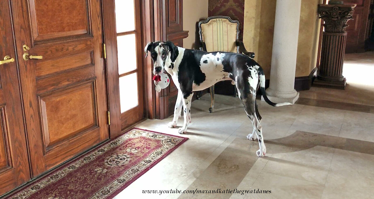 Funny Great Dane Pounces On His Squeaky Mouse