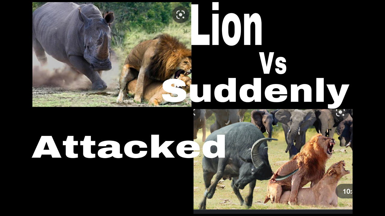 Lose Vigilance During Mating! Male Lion Was Suddenly Attacked To Death By Mad Elephant And Buffaloes