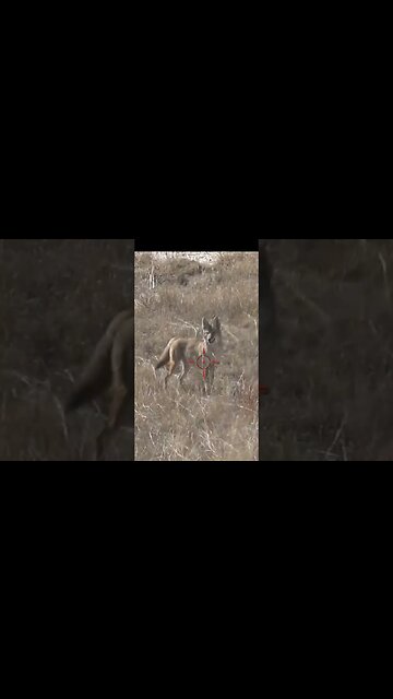Hunting Coyotes #shorts #dog #animals #hunter #213