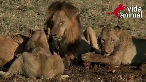 OS LEÕES SÃO OS GRANDES FELINOS DA SAVANA AFRICANA