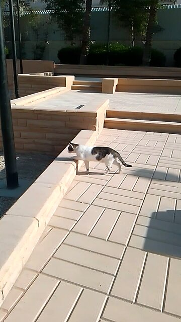 cat Running light driving licences and share the fan Facebook