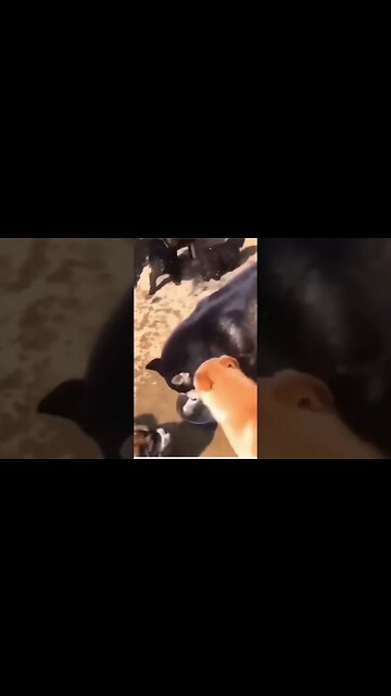 This is my cute 🐕! I named him, congress, because he is so giving.