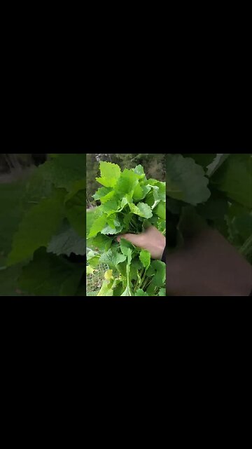 What not to do with chickens. Also, turn Invasives into Eggs