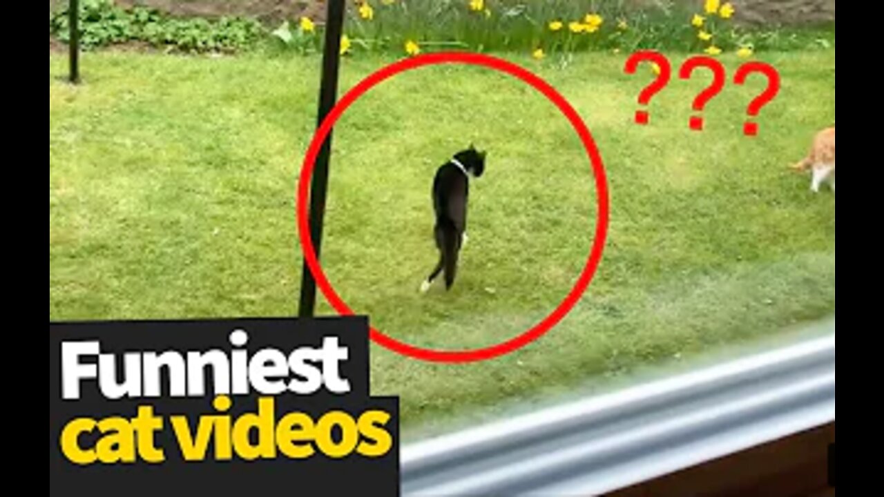 Hilarious Cats