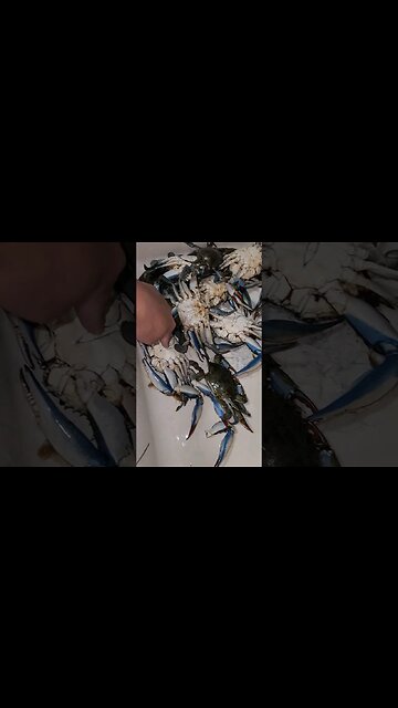 Why you MUST eat Male Blue Crabs! MEAT!!!🍖🍖🍖🍖🍖🍖🍖