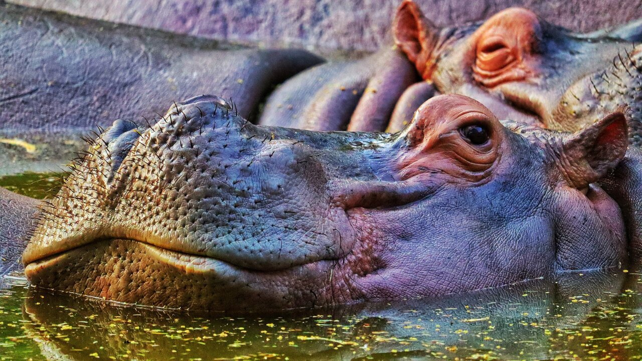 "The Secret Lives of Hippos: Amazing Facts You Didn't Know"