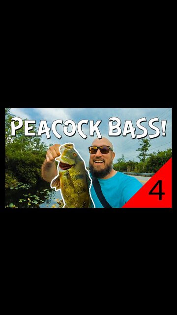 Peacock bass in the Florida Everglades (FIRST PEACOCK!)
