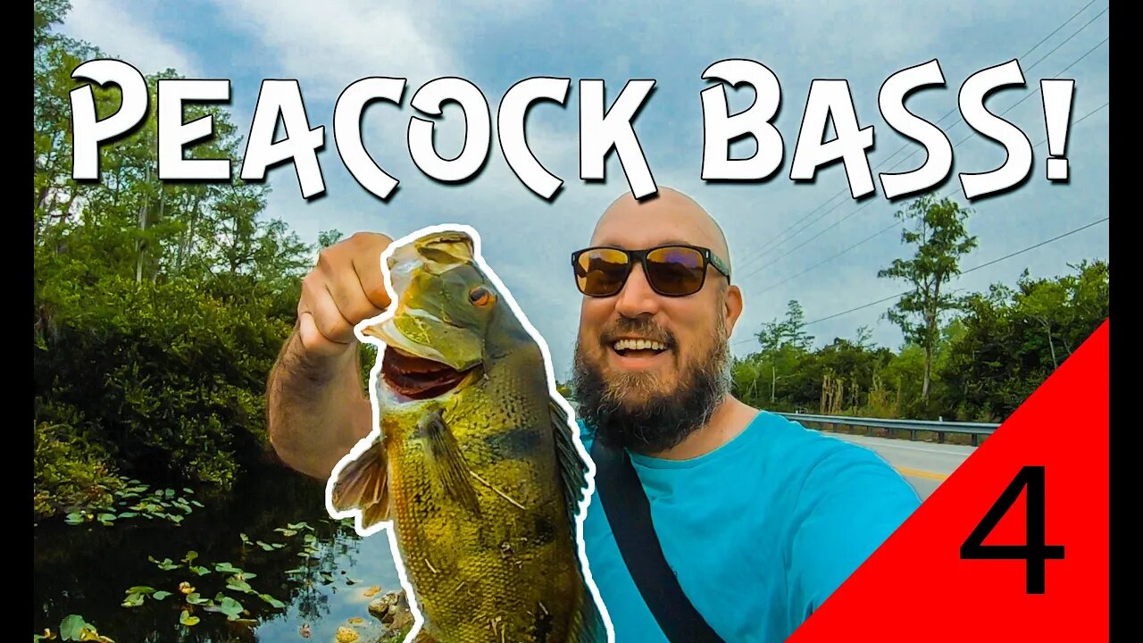 Peacock bass in the Florida Everglades (FIRST PEACOCK!)