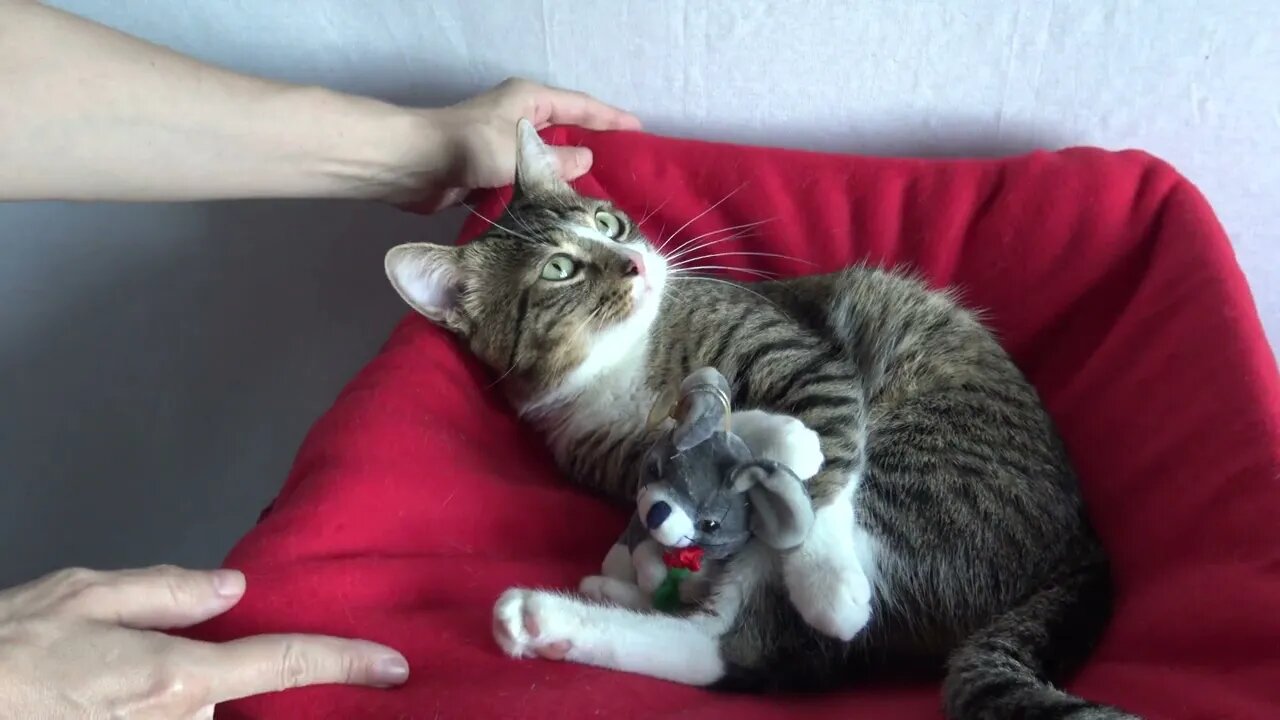 Sweet Little Cat Loves His Plush Toy