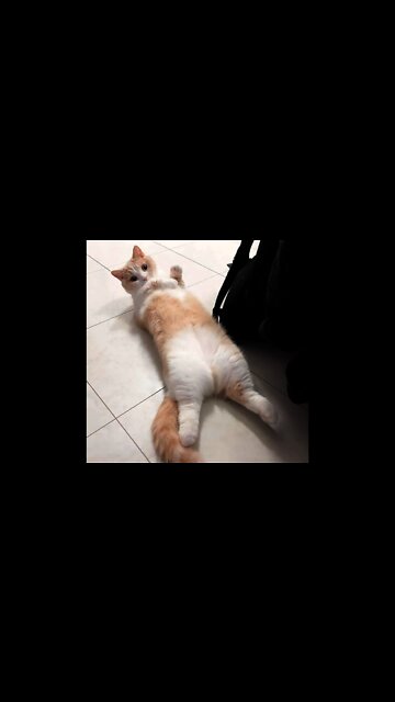 Funny Cats and Kittens Meowing Compilation #09 #shorts