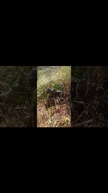 There is a Kitten in this Video Can you See It