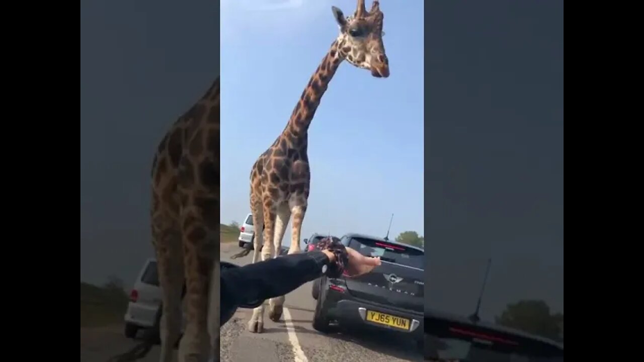 Animals short video