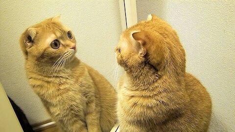 cute animals are looking in the mirror