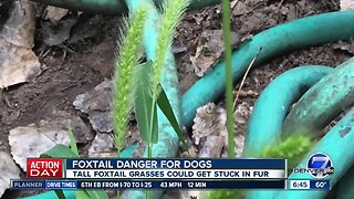 Warning about foxtail grasses and dogs