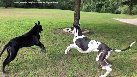 Funny Great Danes Hit the Ground Running Ready to Rumble